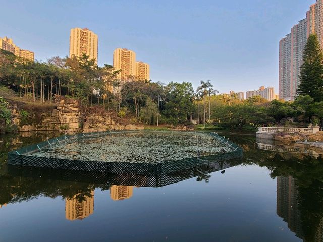 【市區看紅葉🍂~青衣公園】