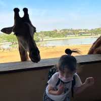 近距離跟老虎、長頸鹿和駱駝互動的超有趣動物園 🦒🐯🐫