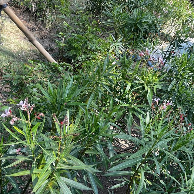香港小日本🇯🇵櫻花園