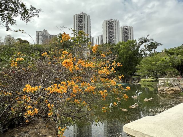 本地遊 | 坐港鐵遊香港 | 青衣站 | 兩個繡球花打卡熱點
