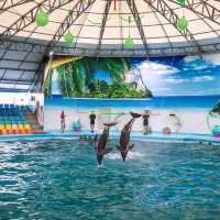  ดูแมวน้ำ 🦭 เล่นกับโลมา 🐬
Dolphins Bay Phuket