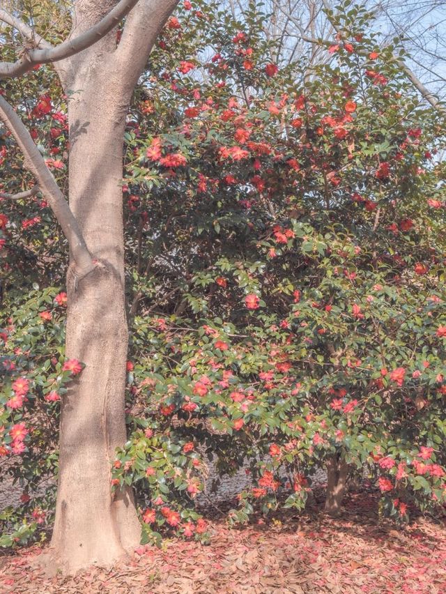 부산에 있는 동백 명소 화명생태공원♥️✨