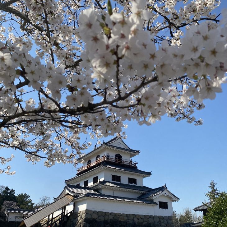 My mother and I took the JR from Sendai Station to Shiroishi Station, and walked about 10 minutes to Shiroishi Castle to see the ancient ruins and cherry blossoms. This time we were lucky to arrive two days before leaving. The cherry blossoms in Miyagi Prefecture began to bloom as early as early April (today is 4/2). The pink cherry blossoms surrounded the "Shiroishi Castle" and the scenery was breathtaking. During the Shiroishi Castle Cherry Blossom Festival, Shiroishi Castle will also hold a night lighting event at night. It is highly recommended to visit Shiroishi Castle during the day or night when the cherry blossoms are in full bloom, and feel the beautiful atmosphere of being surrounded by cherry blossoms 🌸 and historical sites #白石城.