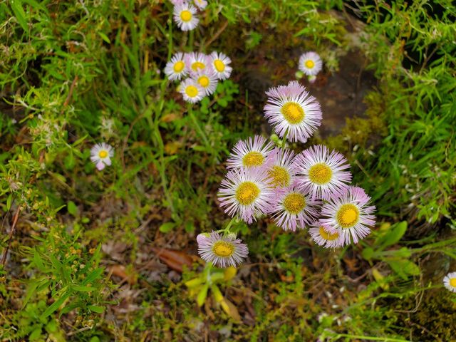 一年四季開滿花 @ 花見山公園