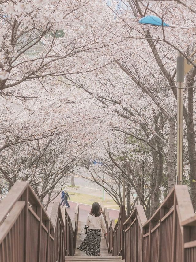 영화촬영지 같은 벚꽃나무길 "논현 근린공원"