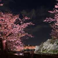 東京最美夜櫻之一🌸 – 千鳥之淵