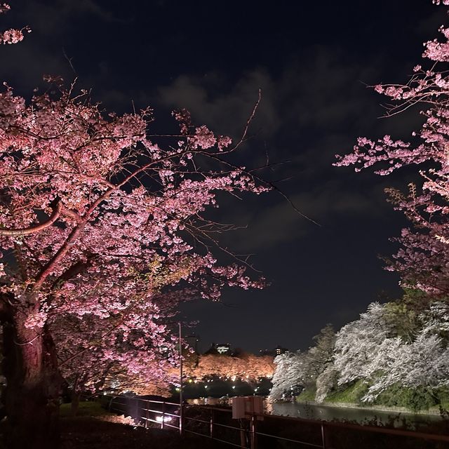 東京最美夜櫻之一🌸 – 千鳥之淵