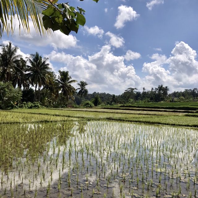 Hidden Place of Paradise in Ubud