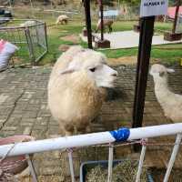 Have fun touching Alpacas in Kundasang!