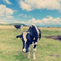 自然と牛を長野県で体験！！