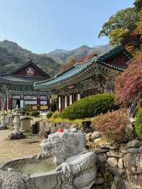 양평 가볼만한곳 용문사 천년 은행나무