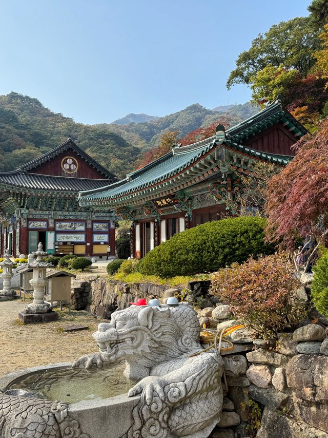 양평 가볼만한곳 용문사 천년 은행나무