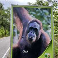 Close encounter with orang utans 