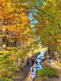 대왕단풍샷 찍고 가을 만끽하기🍁🍂