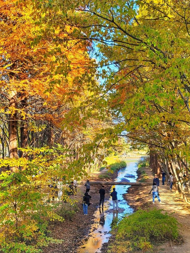 대왕단풍샷 찍고 가을 만끽하기🍁🍂