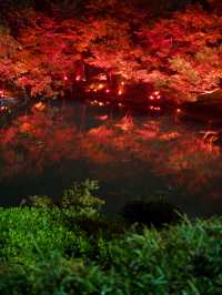 【これが無料で見れる！？🍁】八芳園で開催中の紅葉ライトアップが美しすぎる！✨