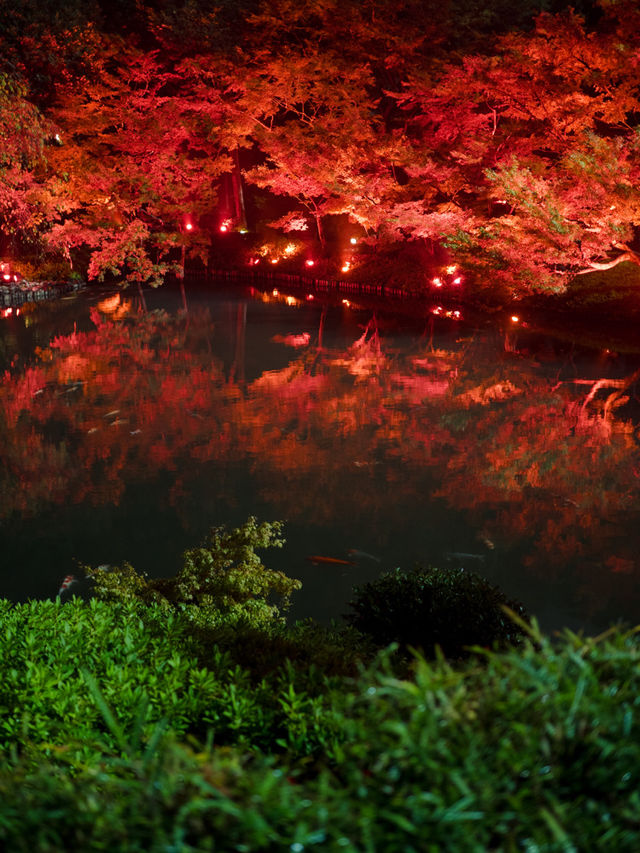 【これが無料で見れる！？🍁】八芳園で開催中の紅葉ライトアップが美しすぎる！✨