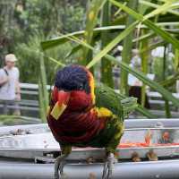 Asia Largest Birdpark - TIPS shared!