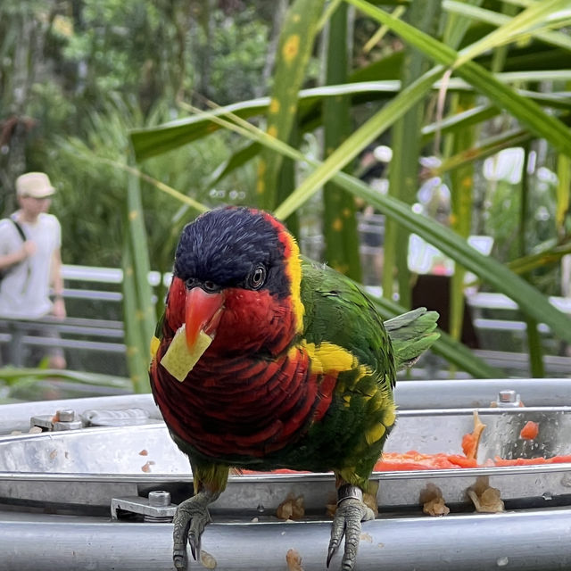 Asia Largest Birdpark - TIPS shared!