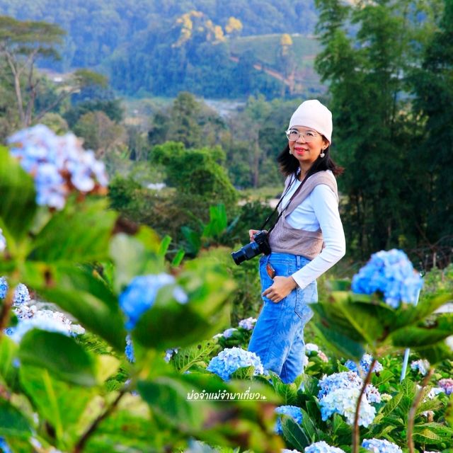 เที่ยวสวนไฮเดรนเยีย ดอยอินทนนท์ เชียงใหม่