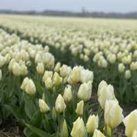 Spring with a sea of tulips