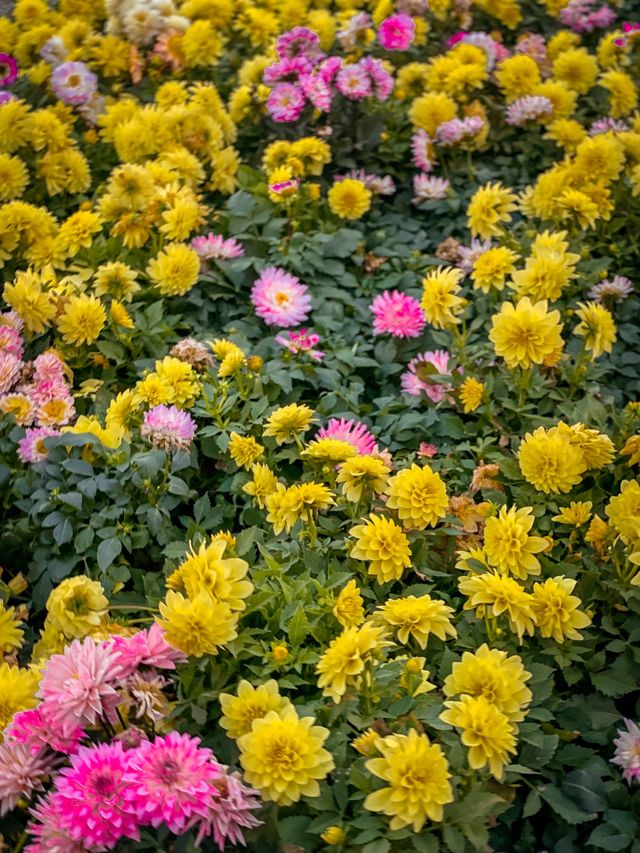 澳門偶遇上原始星球花卉展🌾