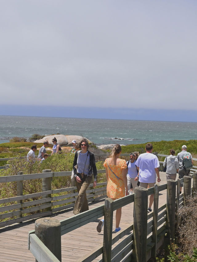 Boulders Beach : Simon's Town หาดแพนกวิ้น