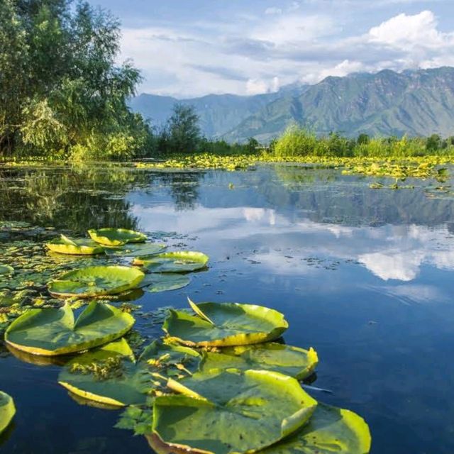 Dal Lake  Srinagar 