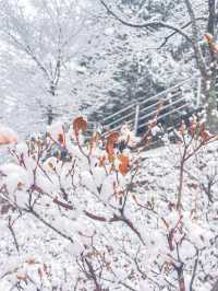 【東京JP】河口湖夢幻雪景 - 新倉山淺間公園