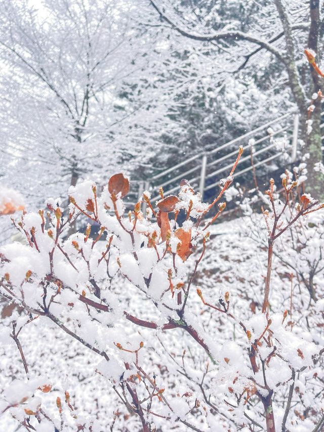 【東京JP】河口湖夢幻雪景 - 新倉山淺間公園