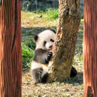 【東京】上野動物園：可愛動物