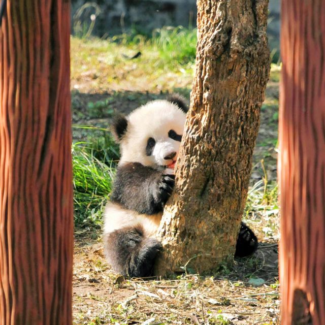 【東京】上野動物園：可愛動物