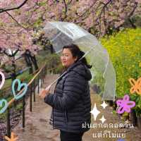 ซากุระบาน เมือง Matsuda