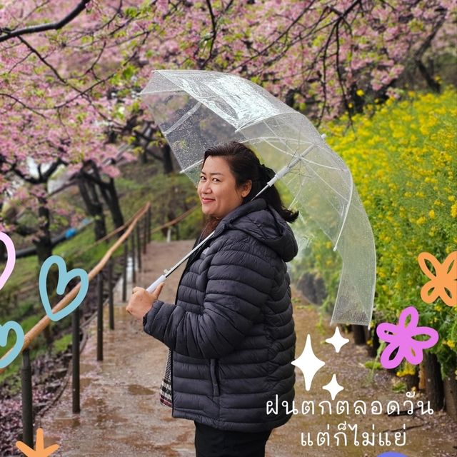 ซากุระบาน เมือง Matsuda