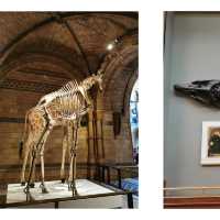 See Real Dinosaur Bones in This FREE Museum