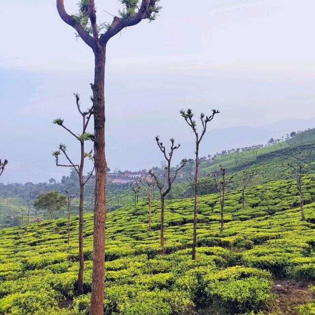 A beautiful point in middle of Tea gardens💚