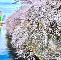 【目黒川の桜/目黒区】約4kmに及ぶ桜並木でゆったりお花見