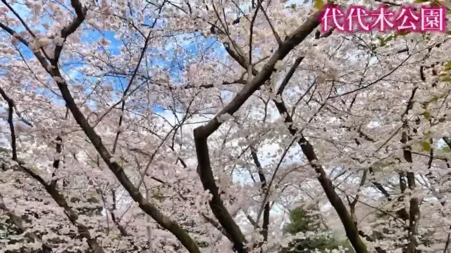 東京代代木公園：2小時美食漫步攻略，盡享悠閒時光