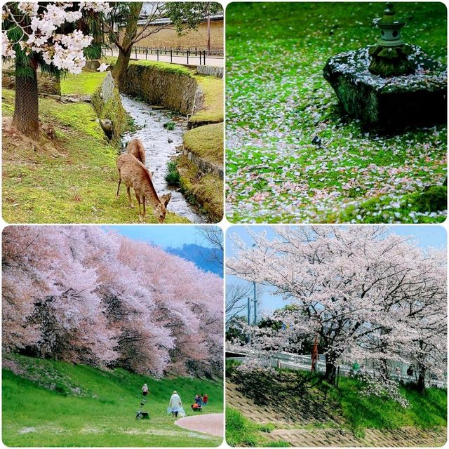 日本奈良公園