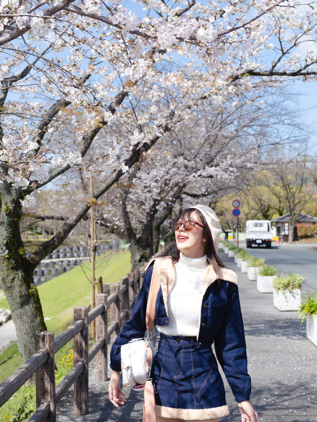 🇯🇵อัพเดต Kumamoto ซากุระบานแล้วน้า🌸