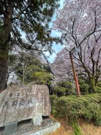 【富山】18種類1,800本もの桜が植えられている公園