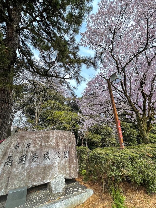 【富山】18種類1,800本もの桜が植えられている公園