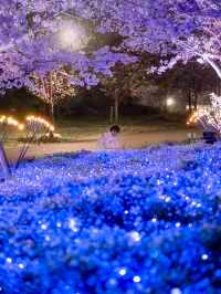 【桜とネモフィラのコラボ！😳】舎人公園の花と光のムーブメントが美しすぎる！！✨🌸