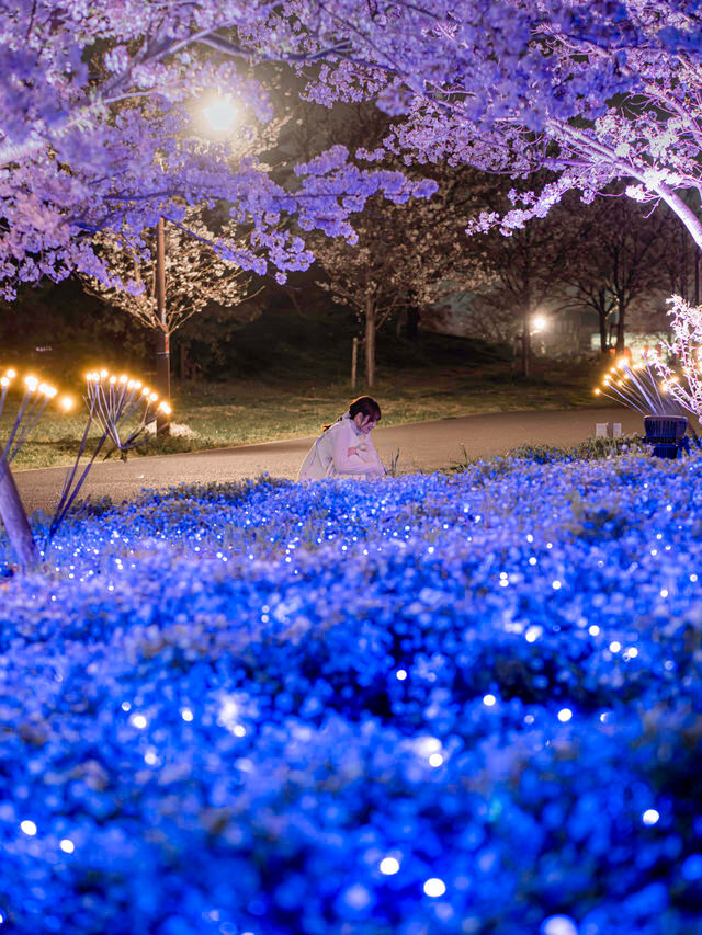【桜とネモフィラのコラボ！😳】舎人公園の花と光のムーブメントが美しすぎる！！✨🌸