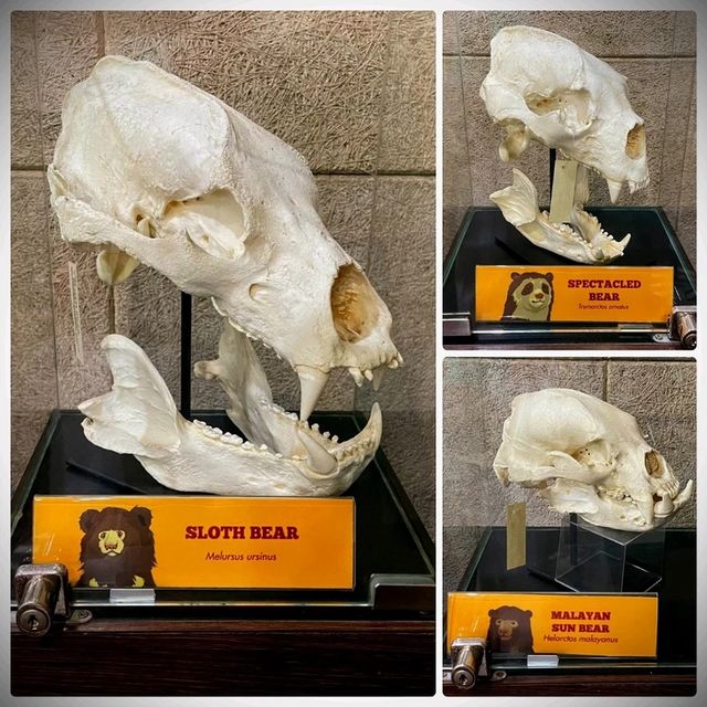 Panda-Monium In The Best Way Possible 