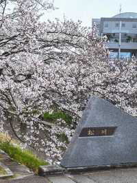 【富山】桜並木の下で遊覧船が行き交う絶景スポット