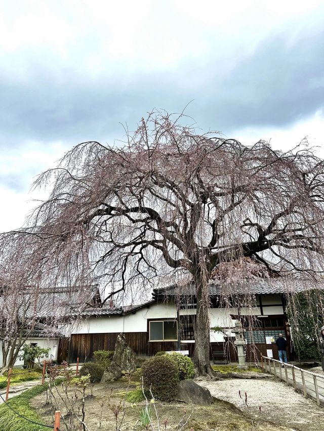 【京都桜を愛でる旅】早咲きの桜を求めて・・