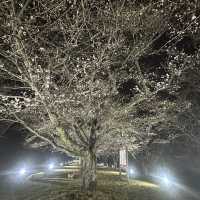 Sakura in Sakura Tochigi 