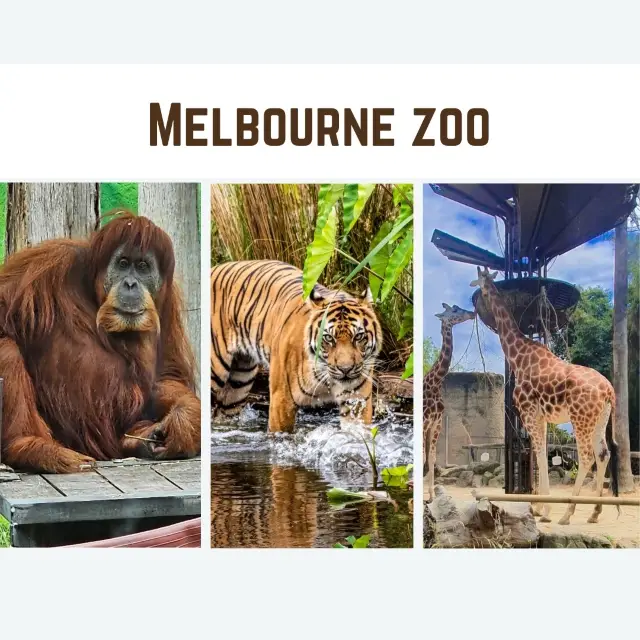 Wild Adventures Await: Melbourne Zoo 🇦🇺