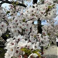 【滋賀】絶景！お城と桜のコラボレーション